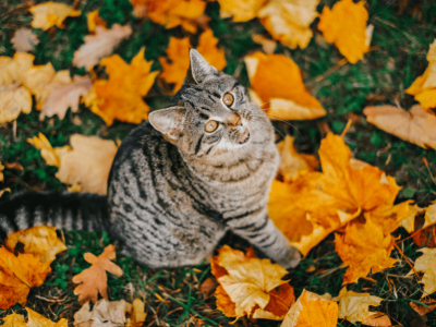 Cozy Autumn Cat Collars & Accessories Every Kitty Will Love