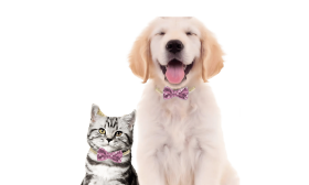 Sparkling Party Bow Tie Collar for Cats & Small Dogs