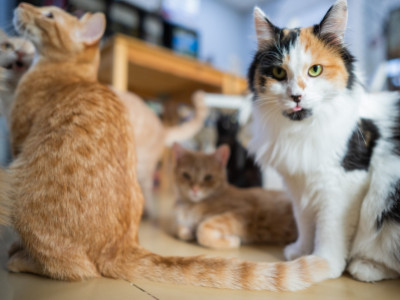 Best Cat Breed for Single Guy: Top Loyal Companions Revealed