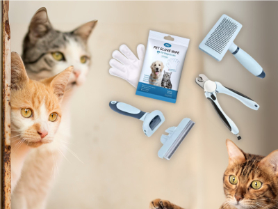 Cat Grooming Tips by Breed: From Shorthair to Longhair